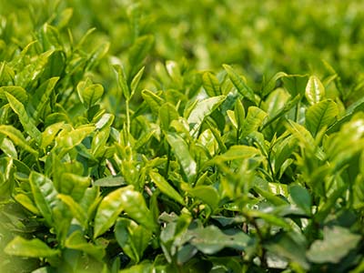 谷雨茶叶嫩芽