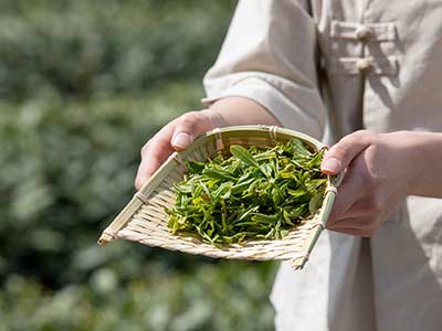 明前新茶春茶龙井茶